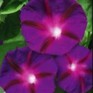 Fresh 25 Seeds Purple Scarlet Red Morning Glory Flowers Planting Garden