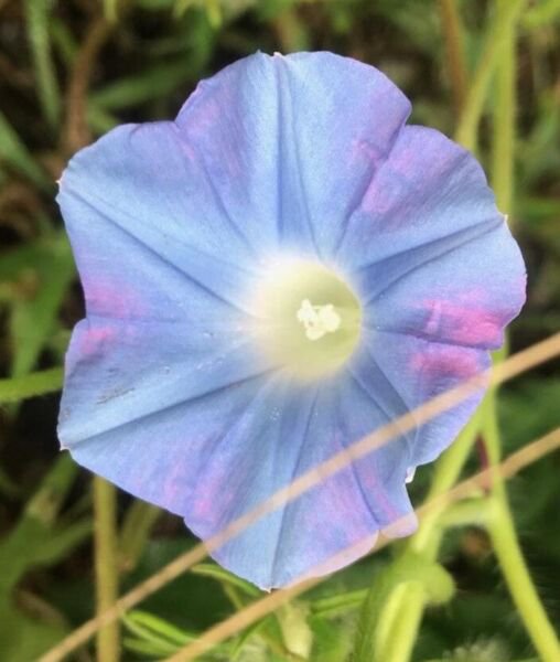 Fresh 25 Seeds Pink Blue Purple Morning Glory Flowers Planting Garden