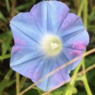 Fresh 25 Seeds Pink Blue Purple Morning Glory Flowers Planting Garden