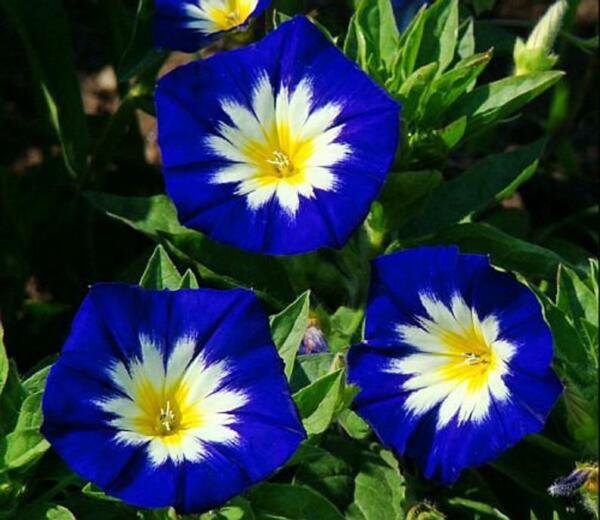 Fresh 25 Seeds Blue Yellow Dwarf Morning Glory Flowers Planting Garden