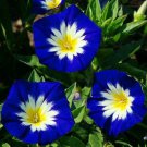 Fresh 25 Seeds Blue Yellow Dwarf Morning Glory Flowers Planting Garden
