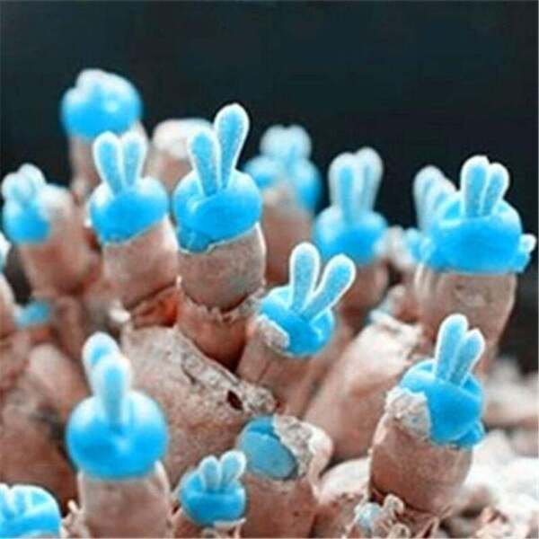 Fresh 25 Seeds Blue Rabbit Ears Succulent Cact Plant Garden