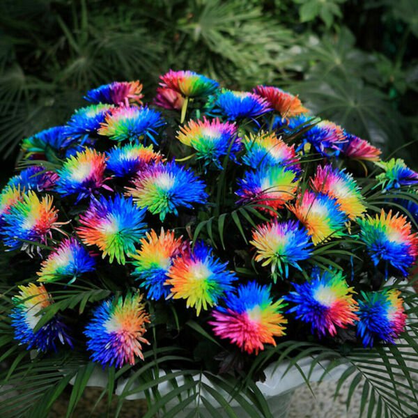 Fresh 200 Seeds Rainbow Chrysanthemum Flowers Seed Bright Color Plants Garden