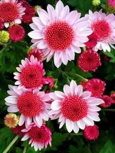 Fresh 50 Seeds Pink Dwarf Sunflowers Flowers Garden