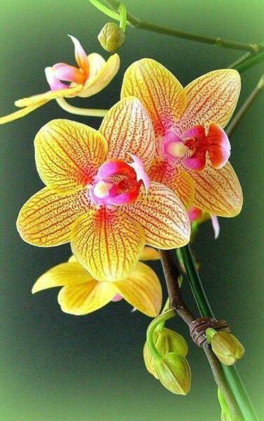 Fresh 25 Seeds Yellow Pink Orchids Flowers Plant Garden