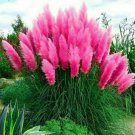 Fresh 200 Seeds Pink Pampas Grass Perennial Flowering Plant Garden