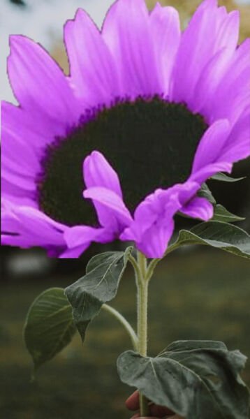 Fresh 50 Deep Purple Sunflower Seeds Plants Planting Garden