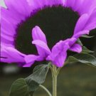 Fresh 50 Deep Purple Sunflower Seeds Plants Planting Garden
