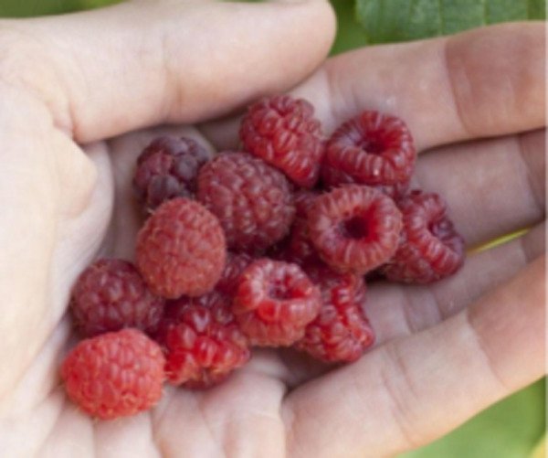 Fresh 100 Seeds Ruby Red Raspberry Fruit Plant Garden