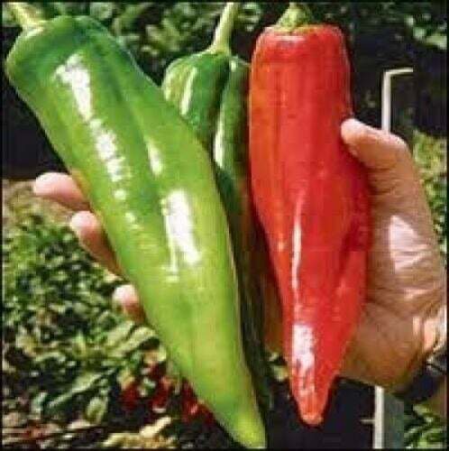 Fresh 25 Seeds New Mexico Big Jim Peppers Garden