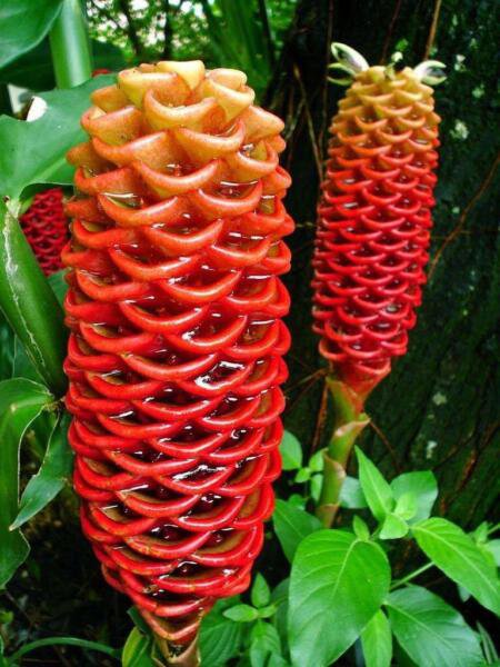Fresh 15 Seeds Beehive Ginger Flower Plant Planting 15 Garden