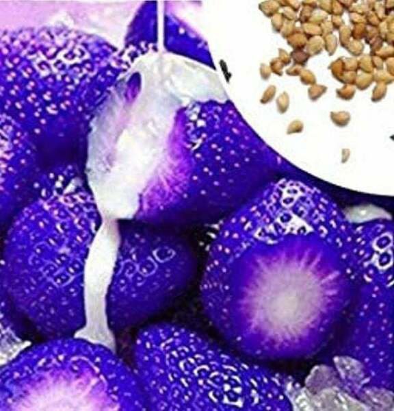 Fresh 200 Seeds Purple Strawberries Berries Plants Planting 200 Garden