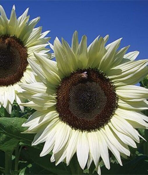 Fresh 50 Snow White Sunflower Seeds Plants Planting 50 Garden