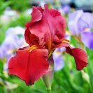 Fresh 25 Seeds Ruby Red Iris Flowers Plants Garden