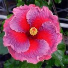 Fresh 25 Pink Purple Pinwheel Hibisc Flower Seeds Plants Planting Garden