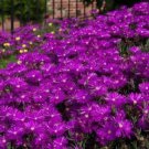 Fresh 200 Purple Delosperma Ice Plant Flower Seeds Hanging Baskets Garden