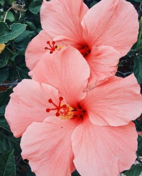 Fresh 25 Seeds Salmon Pink Hibisc Flower Seeds Plants Planting Garden