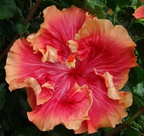 Fresh 25 Seeds Red Orange Hibisc Flower Seeds Plants Planting Garden