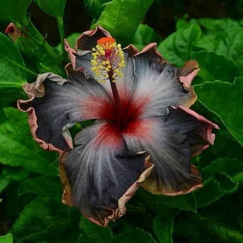 Fresh 25 Seeds Black Pink Hibisc Flower Seeds Plants Planting Garden