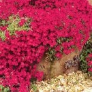 Fresh 100 Seeds Aubrieta Red Rock Cress Flower Plants Planting Garden