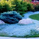 Fresh 100 Aubrieta Light Blue Rock Cress Flower Seeds Plant Planting Garden