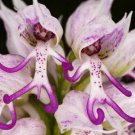 Fresh 150 Seeds Naked Man Orchid Purple White Flower Bh Perennial Shrub Garden