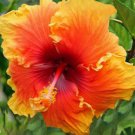 Fresh 25 Seeds Yellow Orange Hibisc Flower Bright Plants Planting Garden