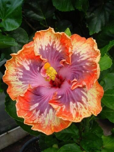 Fresh 25 Seeds Purple Orange Hibisc Flower Bright Plants Planting Garden