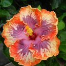Fresh 25 Seeds Purple Orange Hibisc Flower Bright Plants Planting Garden