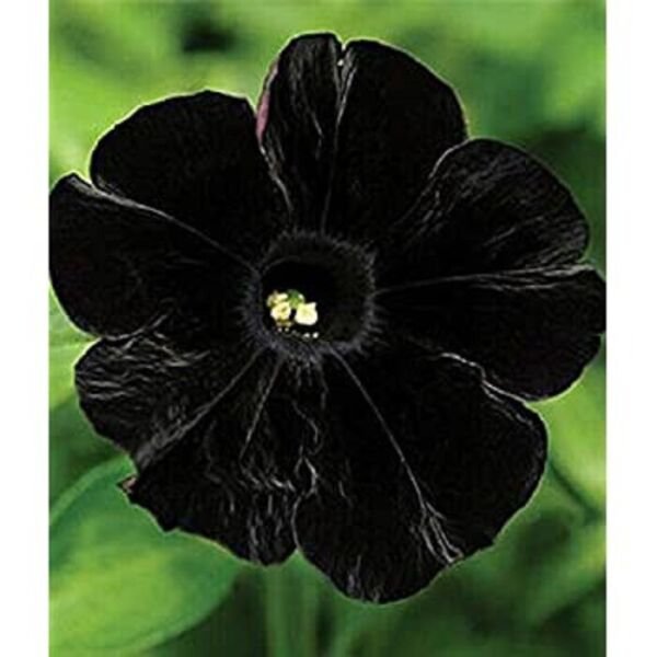Fresh 200 Seeds Black Petunia Containers Hanging Baskets Flowers Annual Garden