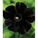 Fresh 200 Seeds Black Petunia Containers Hanging Baskets Flowers Annual Garden