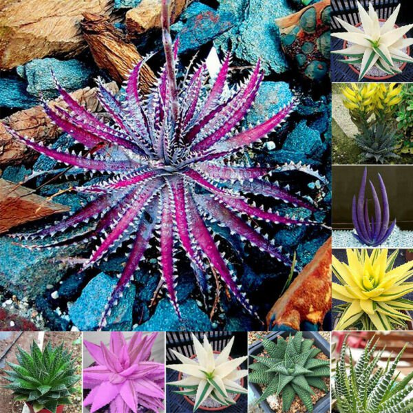 Fresh 200 Seeds Aloe Vera Succulent Cact Herbal Odd Colors Garden
