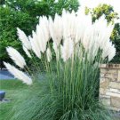 Fresh 200 Seeds White Pampas Grass Perennial Flowering Ornimental Grasses Flower Garden