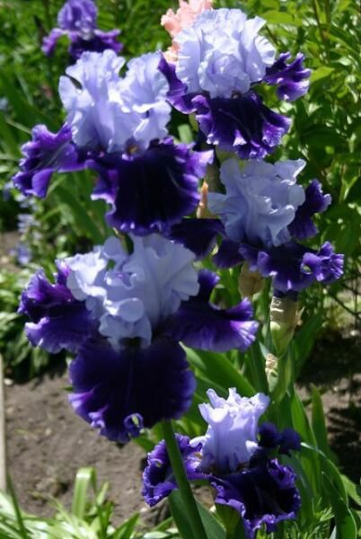 Fresh 25 Bearded Iris Flower Purple White Seeds Plants Easy To Grow Garden