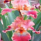 Fresh 25 Seeds Iris Pink Flower Plants Garden