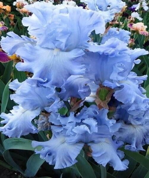 Fresh 25 Seeds Iris Flower Baby Blue Floral Plants Garden