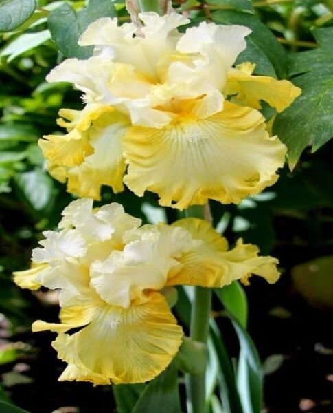 Fresh 25 Seeds Bearded Iris Sun Yellow Flower Plants Garden