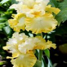 Fresh 25 Seeds Bearded Iris Sun Yellow Flower Plants Garden