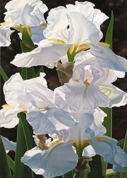 Fresh 25 Seeds Iris Flower White Plants Garden
