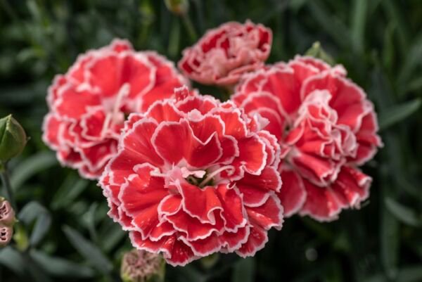 Fresh 25 Seeds Crh Orange Dianth Flowers Plant Plants Garden