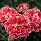 Fresh 25 Seeds Crh Orange Dianth Flowers Plant Plants Garden