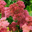 Fresh 25 Seeds Autumn Joy Sedum Flower Plant Red Pink Plants Garden