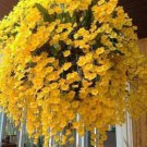 Fresh 200 Yellow Hanging Orchid Seeds Plant Plants Garden
