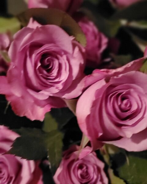 Fresh 25 Seeds Pink Rose Bh Flowers Roses Plants Garden