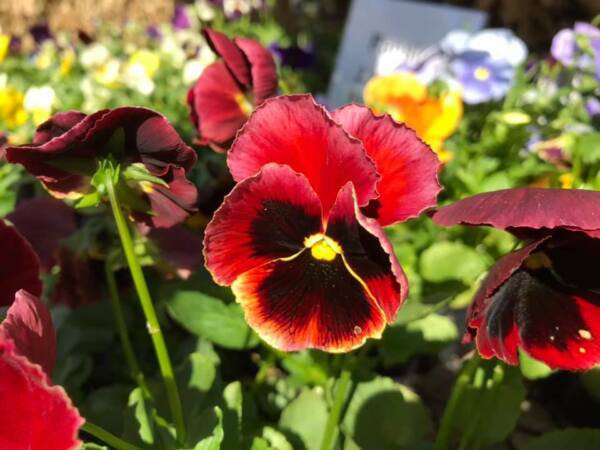 Fresh 50 Johnny Jump Up Seeds Red Black Pansy Plants Garden
