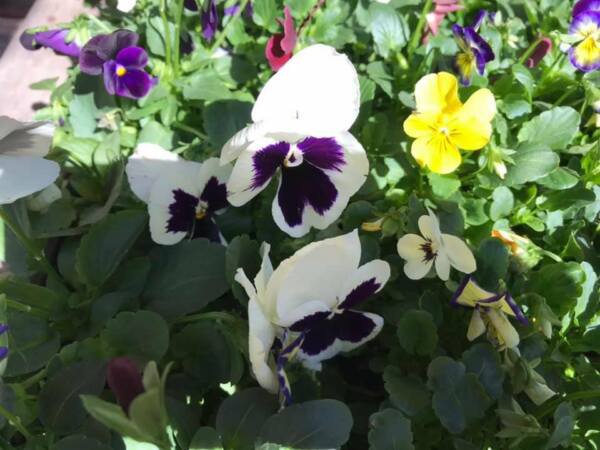 Fresh 50 Johnny Jump Up Seeds White Purple Pansy Plants Garden