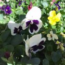 Fresh 50 Johnny Jump Up Seeds White Purple Pansy Plants Garden