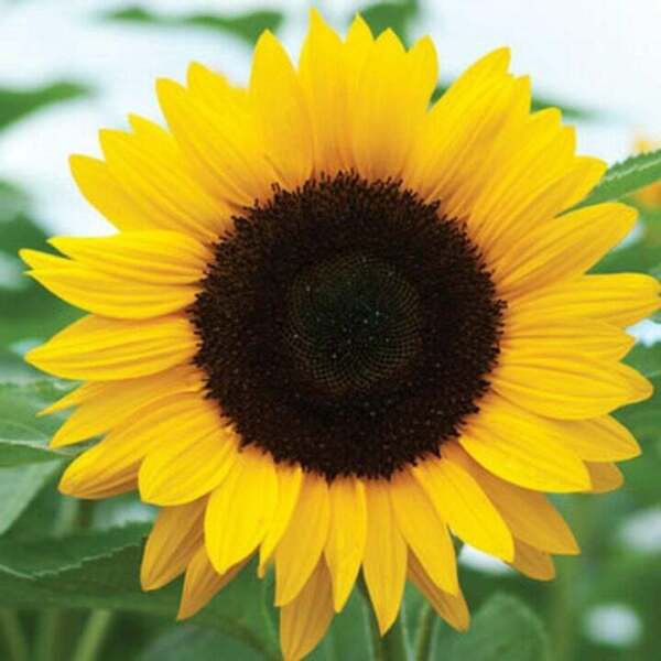 Fresh 50 Seeds Large Sunflowers Yellow Huge Plants Garden