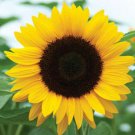 Fresh 50 Seeds Large Sunflowers Yellow Huge Plants Garden