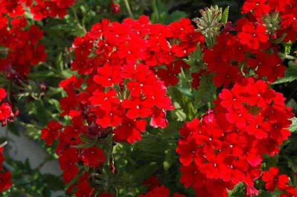 Fresh 100 Seeds Red Scarlet Verbena Flowers Plants Garden